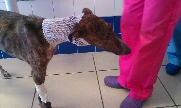 Novedades galguita ahorcada en Toledo