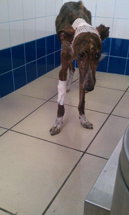 Novedades galguita ahorcada en Toledo