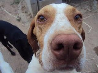 CODY Y SAAK,LOS TIRARON POR LA VALLA CUANDO ERAN CACHORROS. SON 2 POINTERS PRECIOSOS QUE BUSCAN ADOPCIÓN. NO SE ENTREGAN A CAZADORES.