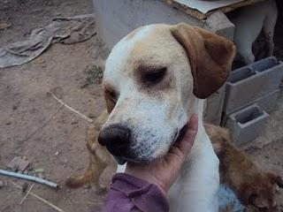 CODY Y SAAK,LOS TIRARON POR LA VALLA CUANDO ERAN CACHORROS. SON 2 POINTERS PRECIOSOS QUE BUSCAN ADOPCIÓN. NO SE ENTREGAN A CAZADORES.