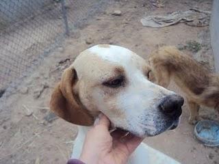 CODY Y SAAK,LOS TIRARON POR LA VALLA CUANDO ERAN CACHORROS. SON 2 POINTERS PRECIOSOS QUE BUSCAN ADOPCIÓN. NO SE ENTREGAN A CAZADORES.