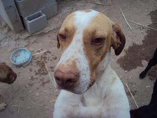 CODY Y SAAK,LOS TIRARON POR LA VALLA CUANDO ERAN CACHORROS. SON 2 POINTERS PRECIOSOS QUE BUSCAN ADOPCIÓN. NO SE ENTREGAN A CAZADORES.