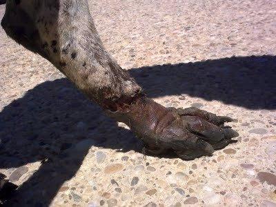 Kaena y Daena dos victimas mas de torturas