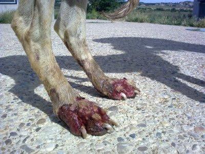 Kaena y Daena dos victimas mas de torturas