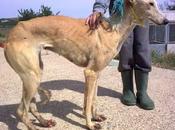 galgas cruelmente maltratadas. (palencia)