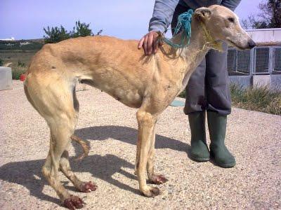 DOS GALGAS CRUELMENTE MALTRATADAS. (PALENCIA)