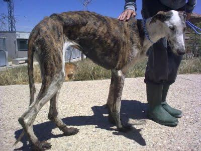 DOS GALGAS CRUELMENTE MALTRATADAS. (PALENCIA)