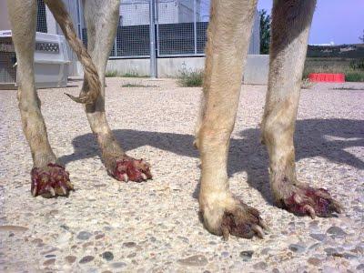 DOS GALGAS CRUELMENTE MALTRATADAS. (PALENCIA)