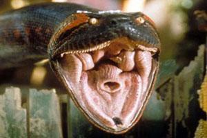 Top ten de animales come hombres Top ten de animales come hombres