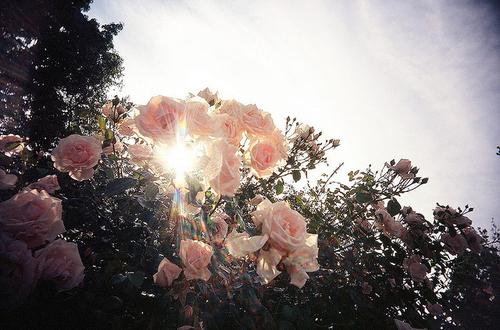 Tumblr_lmw9crswqz1qbawqoo1_500_large