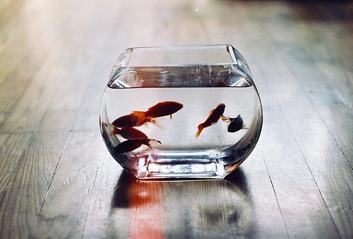 Tumblr_lmjj2ipdxu1qbawqoo1_500_large