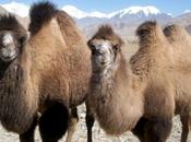 mini paletas deliciosas!!