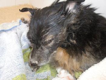 Urgentisimo. Acogida en Madrid para operar a Lola, 7kg y llena de perdigones.