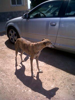 MUY URGENTE, GALGA EN LA CALLE¡¡¡ IMPORTANTE ENCONTRAR ACOGIDA.