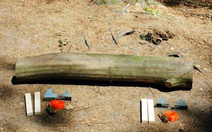 De la terraza al bosque