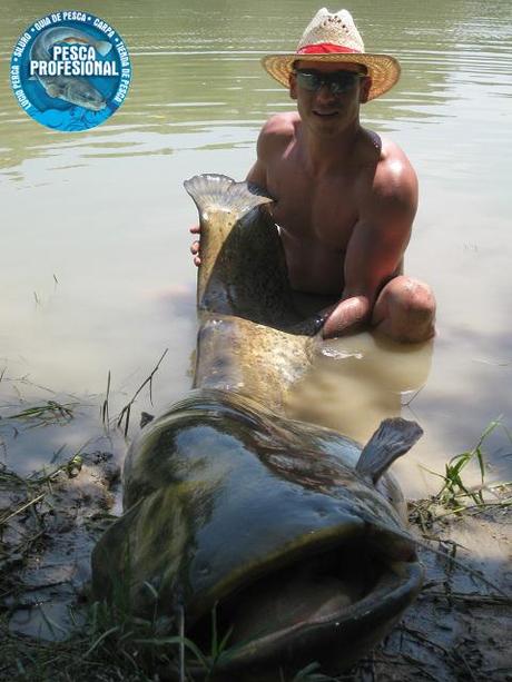 PESCA SILURO EBRO – MEQUINENZA