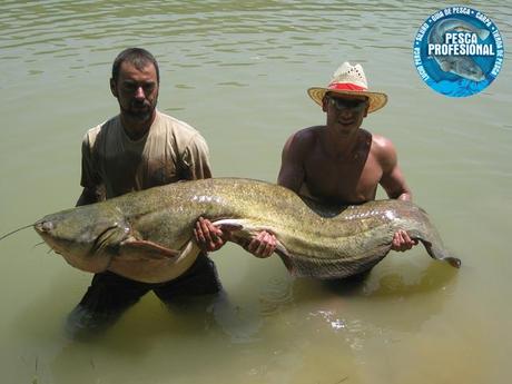 PESCA SILURO EBRO – MEQUINENZA