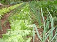 Porque las Enfermedades Emergentes van en Aumento