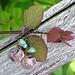 turquoise and antiqued copper lotus link earrings