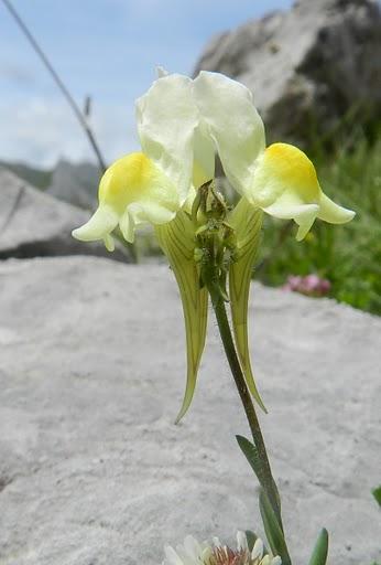 Flores para toda la chavalería