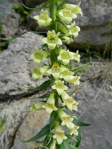 Flores para toda la chavalería