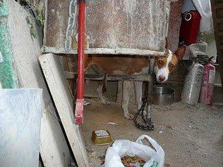 Otra petición de ayuda desesperada (Córdoba)