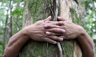 Feliz día del árbol, 2011 Feliz día del árbol, 2011