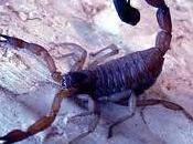 Cáncer veneno escorpión azul