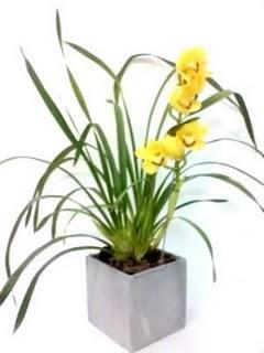 Neurobiología: las plantas y sus neuronas