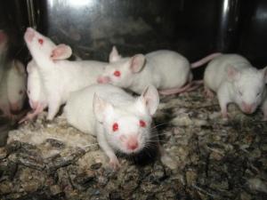 El olor del miedo: Cómo los roedores detectan peligros