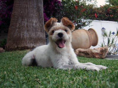 PEPO: Cruce de Yorki y caniche abandonado. GPAR