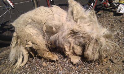 (CIUDAD REAL) ¡¡TREMENDO !! Mirad en qué estado estaba Dolly. ADOPTADA!!