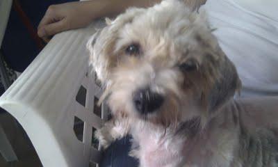 (CIUDAD REAL) ¡¡TREMENDO !! Mirad en qué estado estaba Dolly. ADOPTADA!!