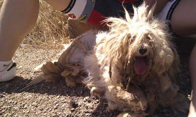 (CIUDAD REAL) ¡¡TREMENDO !! Mirad en qué estado estaba Dolly. ADOPTADA!!