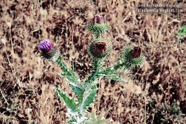Fotografía con cardos en primer plano sobre fondo de hiervas secas en algún lugar de un pueblo de Zamora (sobre la impresionante cima en que se encuentra lo que queda de las ruinas de un castillo en Peñausende)