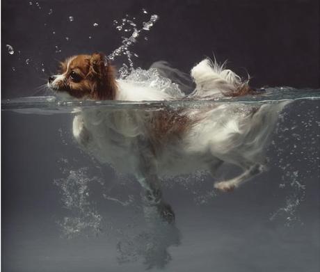 ECOH Galería presenta Unknown Animal  y Who runs the space no?