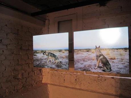 ECOH Galería presenta Unknown Animal  y Who runs the space no?