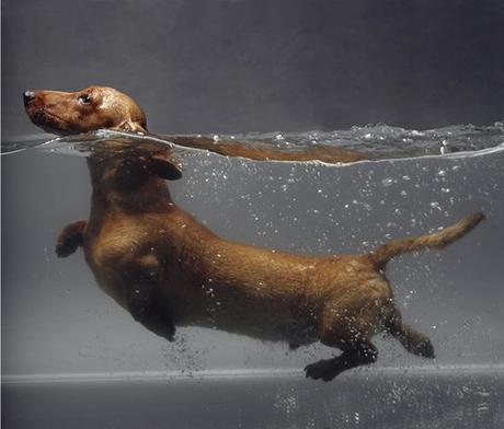 ECOH Galería presenta Unknown Animal  y Who runs the space no?