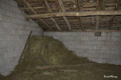 De cárabos y hombres