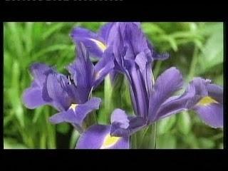VIOLETAS