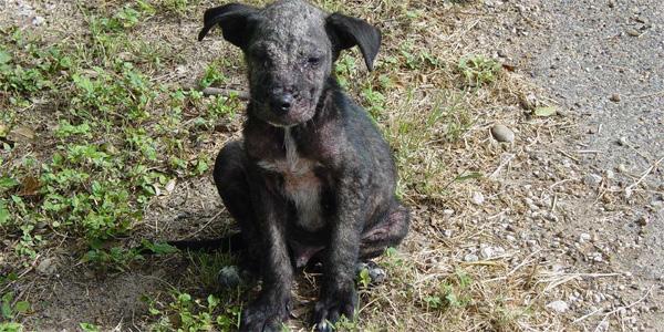 Perrita Abandonada en la Calle