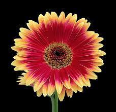 La Gerbera con la alegría