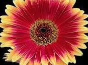 Gerbera alegría