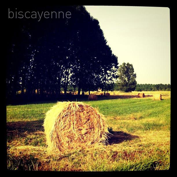 Días de sol y fruta fresca