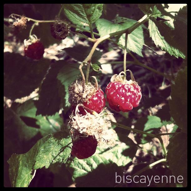 Días de sol y fruta fresca