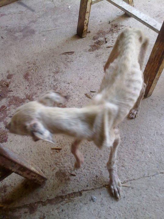 Copi, no sé ni como sigue vivo