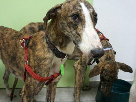 Galgos esqueléticos que vendía un galguero. ¡¡A salvo del infierno!!