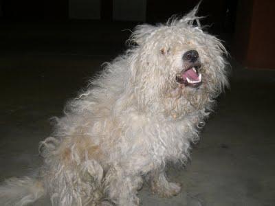 A 29 DE JUNIO, SIGUE EN LA CALLE. PRECIOSO CANICHE/PERRO AGUA ABANDONADO (SEVILLA)