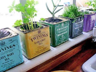 Plantas en la ventana