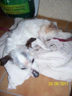 SMOCK, desnutrido, con mordizcos, cansado y decaído. (GRANADA)